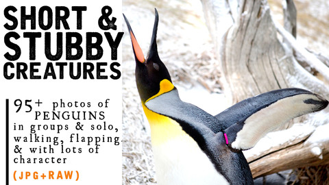 95+ Penguin Photos for Short & Stubby Creature Reference!! JPG+RAW