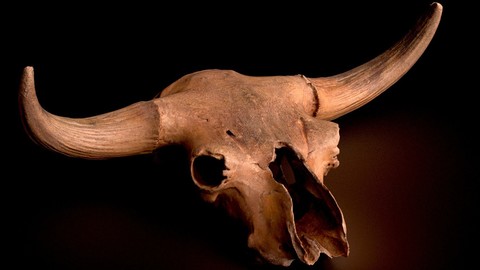 3D Real Bison Skull