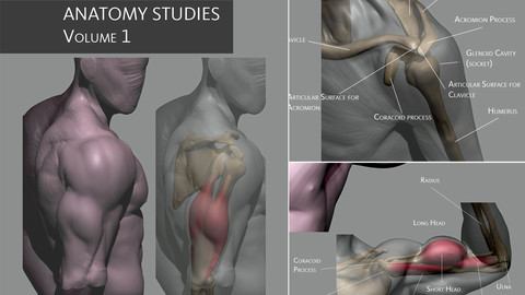 Anatomy Studies Volume 1