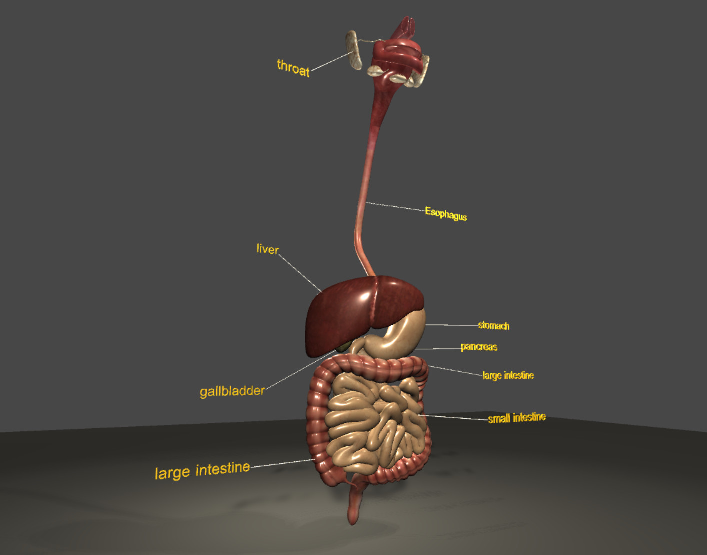 ArtStation - digestive system 3D Model | Game Assets