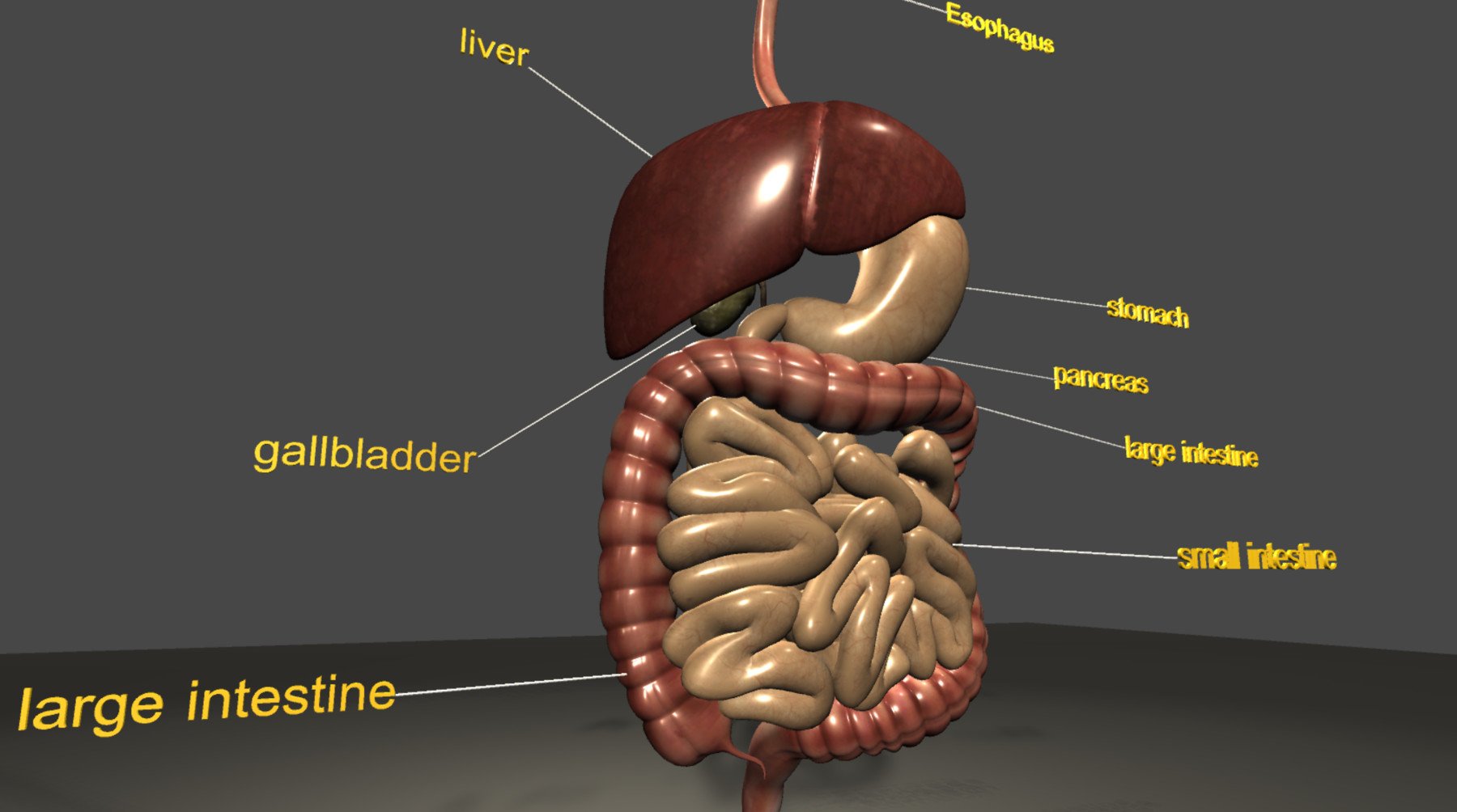 ArtStation - digestive system 3D Model | Resources