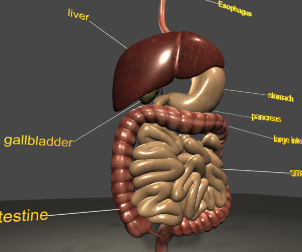 digestive system model labeled