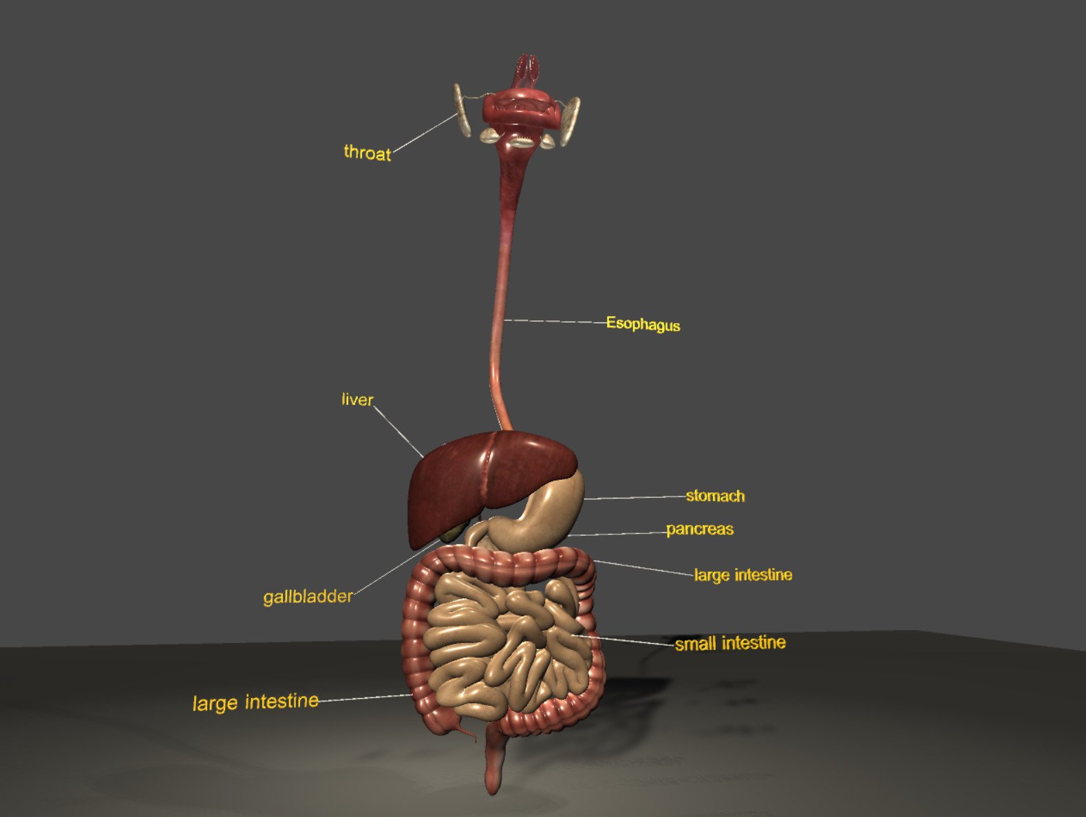 ArtStation - digestive system 3D Model | Game Assets