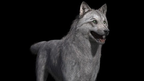 Realistic Wolf Maya Rig