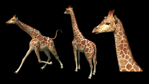 Artstation Kirarito Giraffe Resources