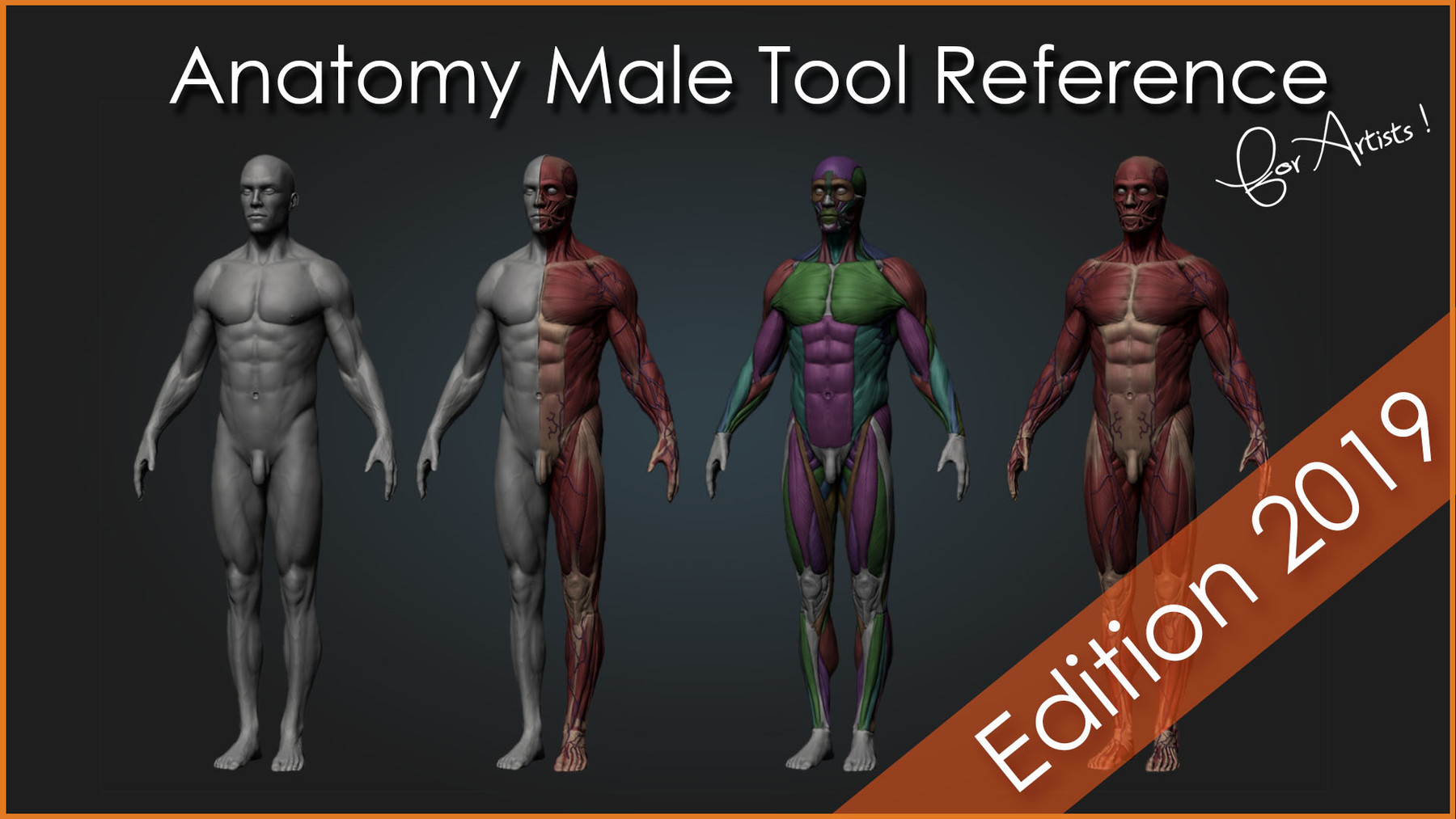 anatomy reference for artists