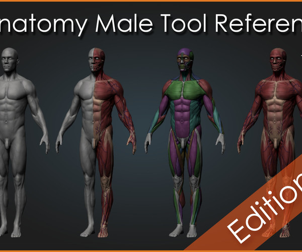 ArtStation Ultimate Anatomy Tool Reference for Artists