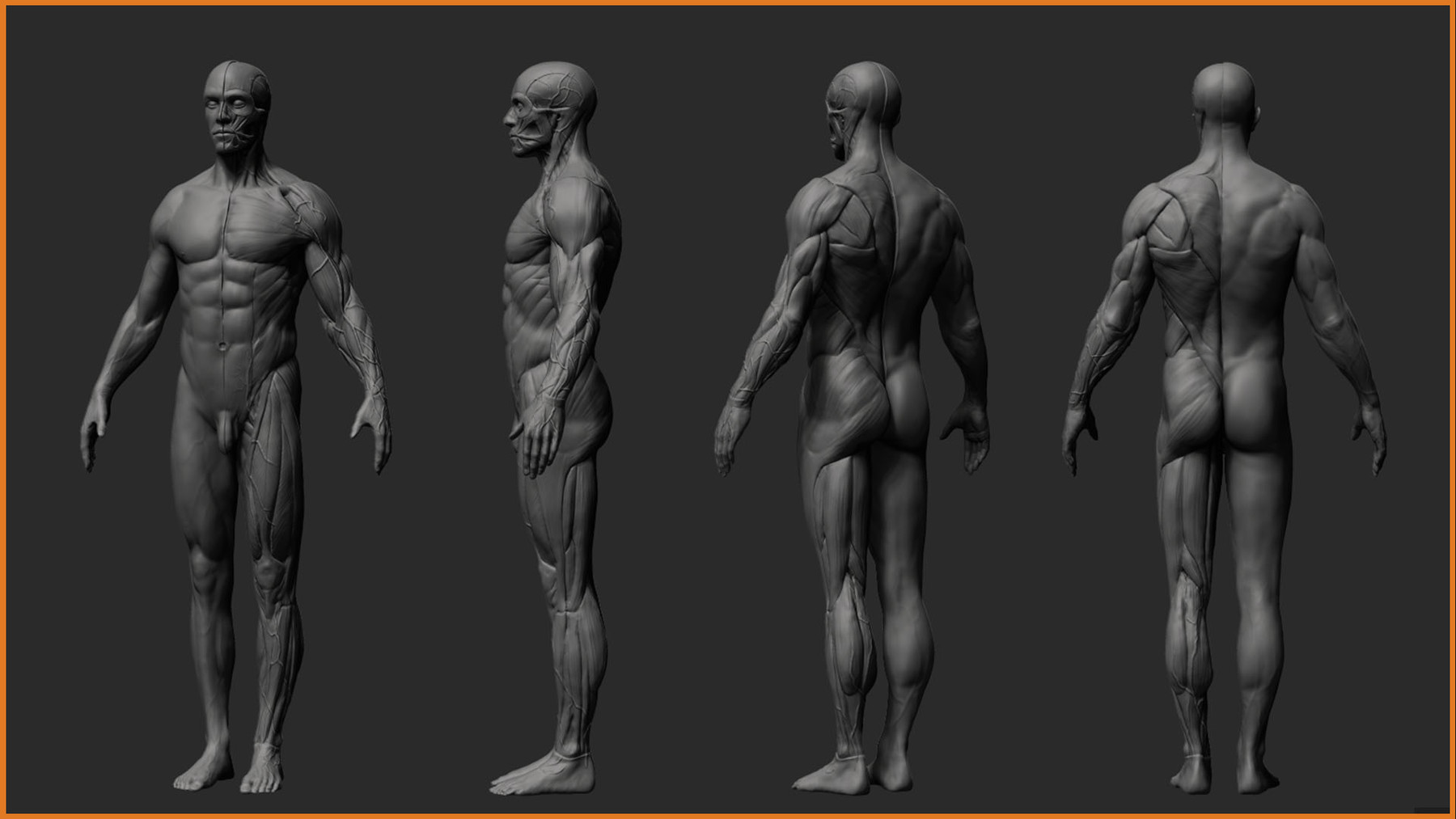 ArtStation Anatomy Male Tool Reference for Artists ! Resources