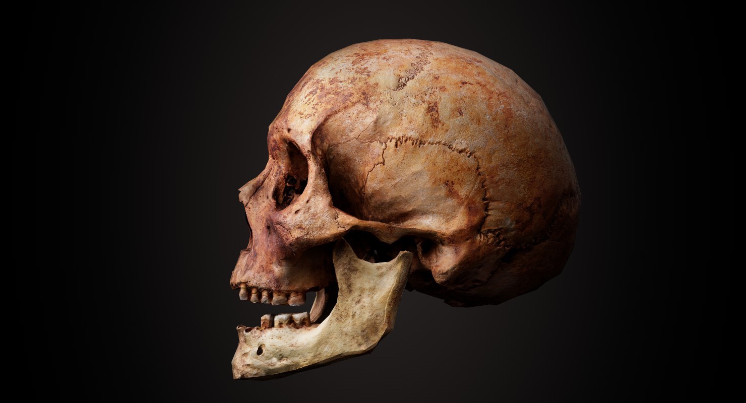 ArtStation Real Human Skull Lowpoly 3D model Game Assets