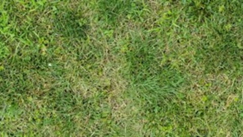 Panoramic Grass