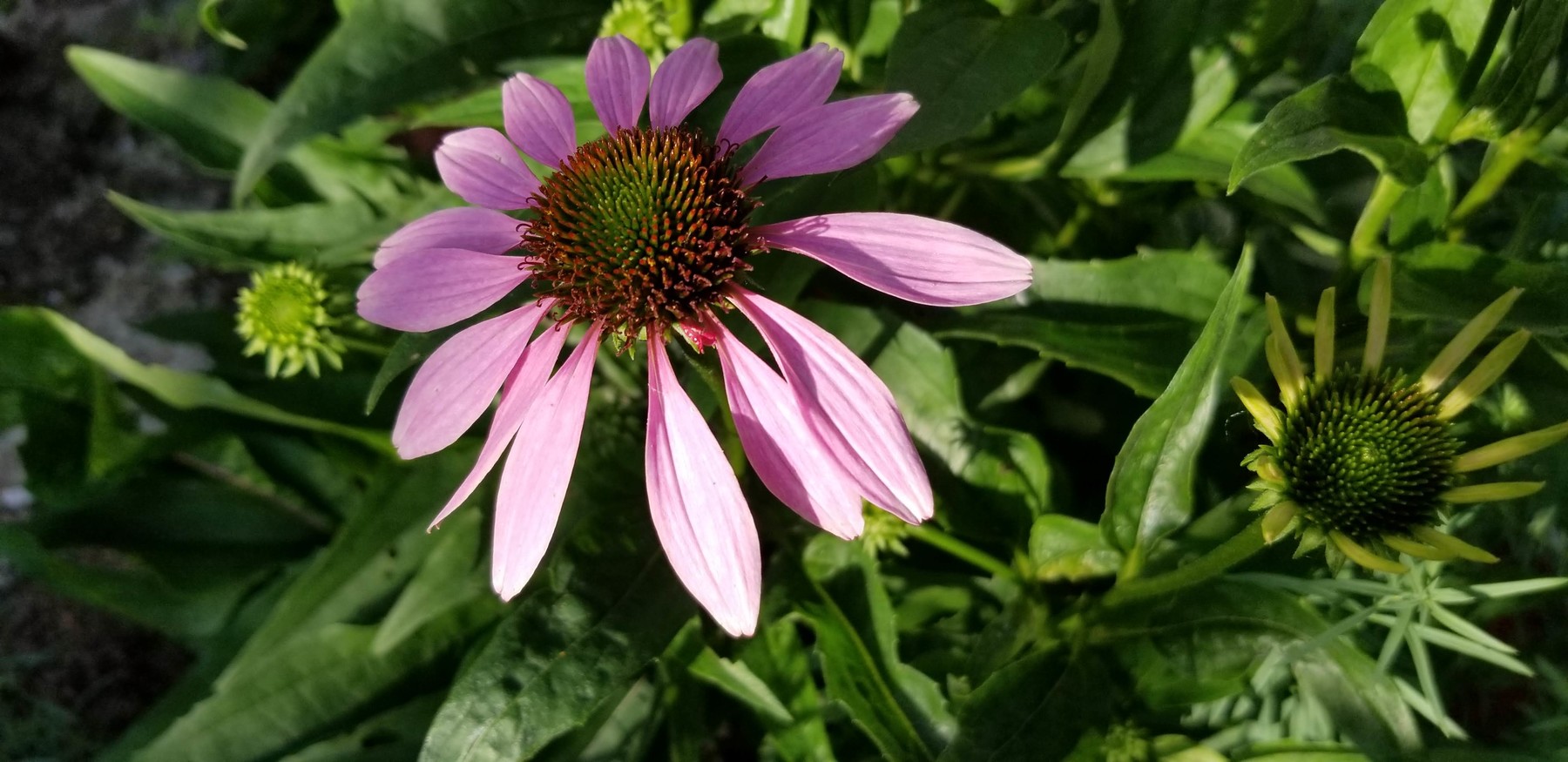 ArtStation Purple Cone Flowers Resources