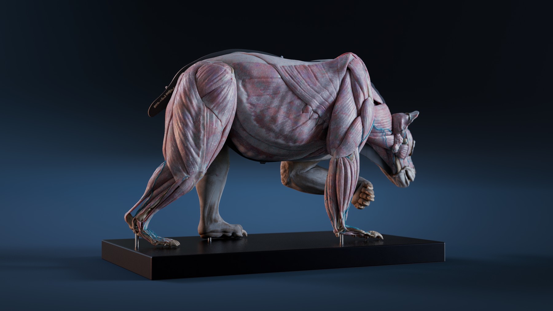 Nicolas MOREL - Digital Grizzly bear anatomy Atlas for Artists