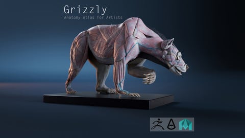 Digital Grizzly bear anatomy Atlas for Artists