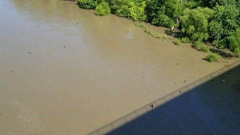 River Birds