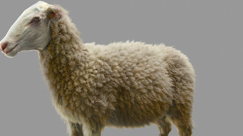 Sheep Tutorial Videos