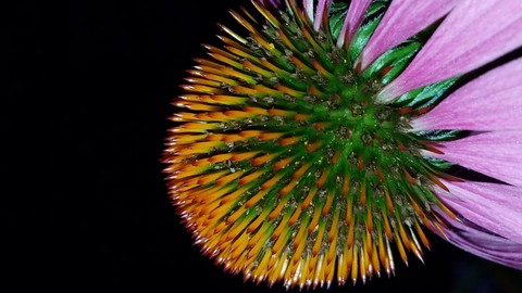 Milk Thistle 001 (4pk)