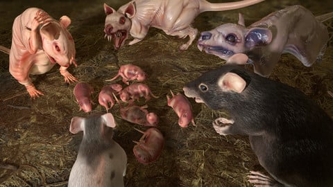 Rats Complete Pack