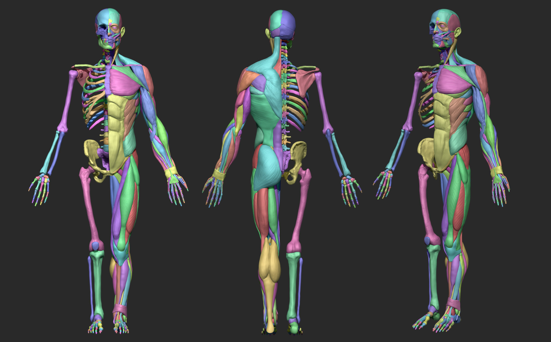 ArtStation - Human male anatomy | Resources