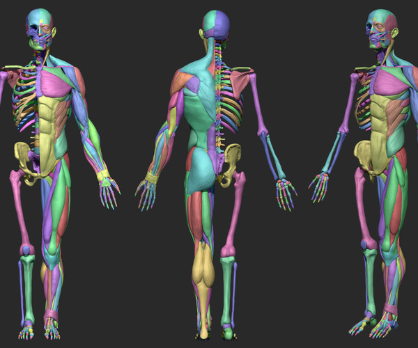 ArtStation - Human male anatomy | Resources