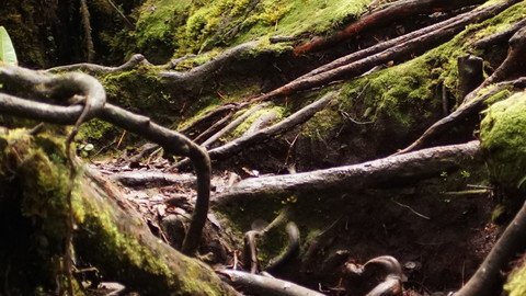 Mossy Forest reference pack