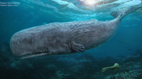 Physete macrocephalus(cachalot)