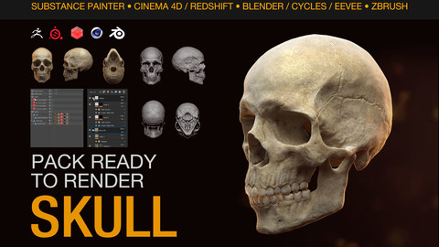 Human Skull - Ready to Render - Cinema 4D + Redshift + Blender + Substance Painter + Zbrush