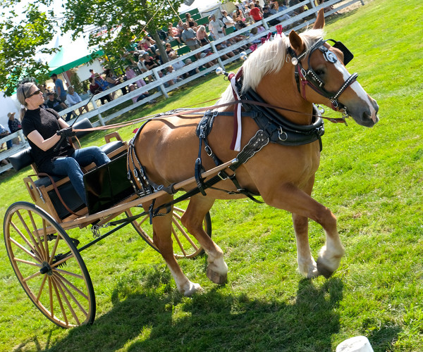 ArtStation - Clydesdale Horses with Cart + Full Harness | 110+ Photos ...