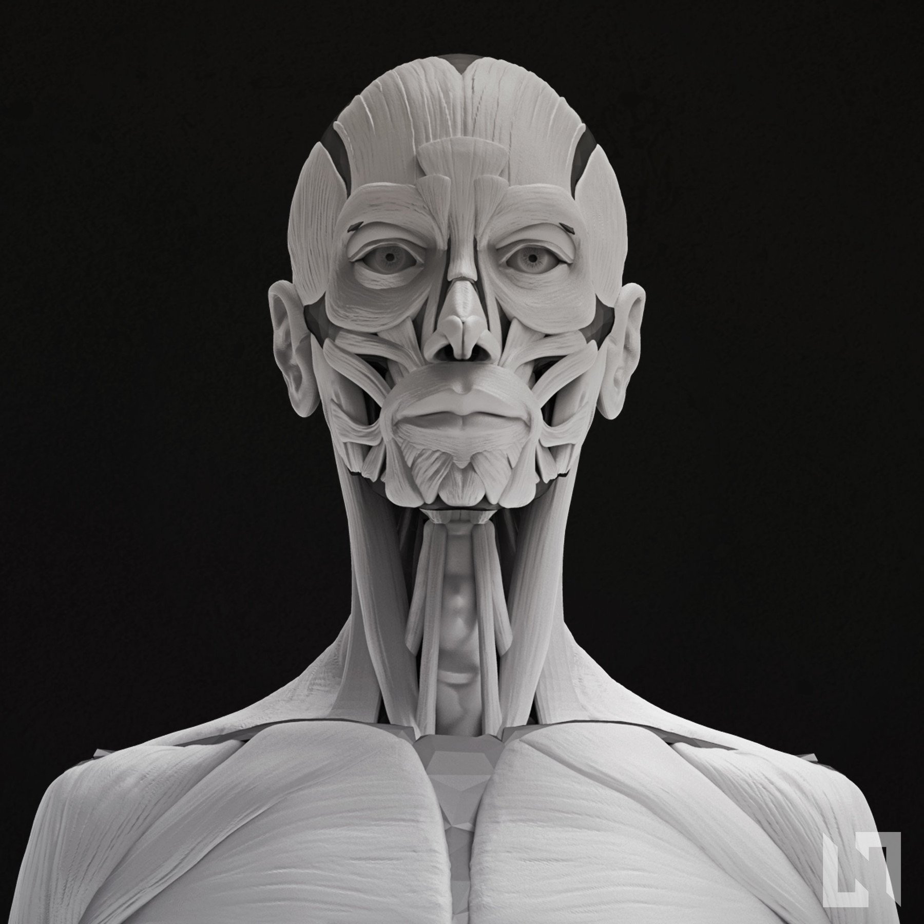 2 Stücke 11 '' Weibliche Anatomie Abbildung Ecorche Haut Anatomie Modell