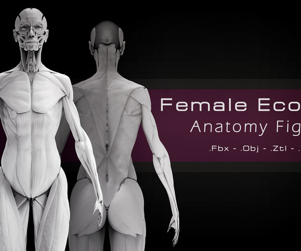 ArtStation - Female Ecorche - Anatomy Figure | Resources