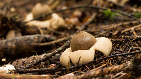 reference pictures: mushrooms without gills or pores
