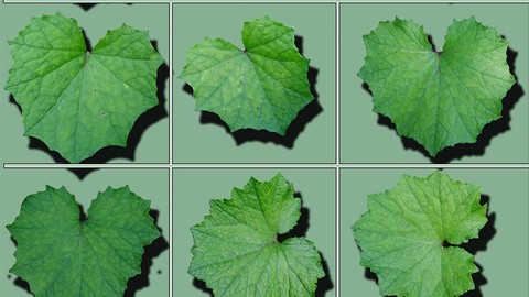 Vegetation coltsfoot.