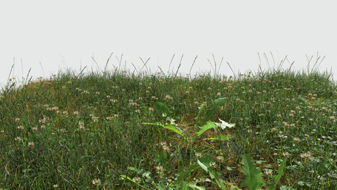 Ryegrass Meadow Patch