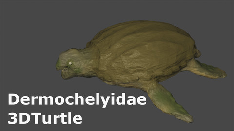 Dermocheryidae 3D turtle