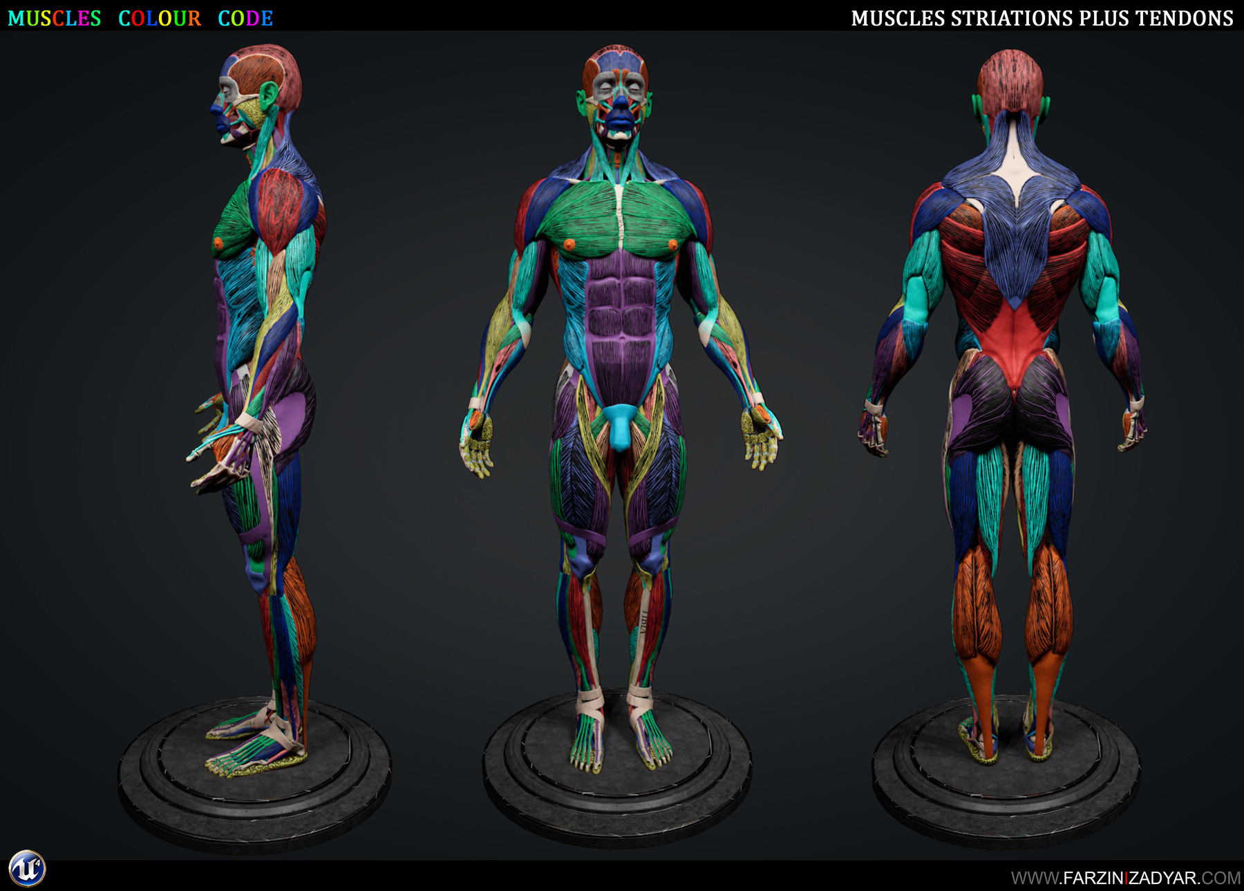 ArtStation - Human Anatomy Kit | Artworks