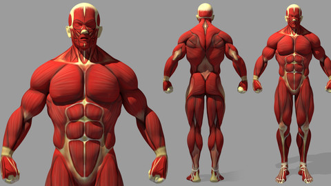 Muscle Reference