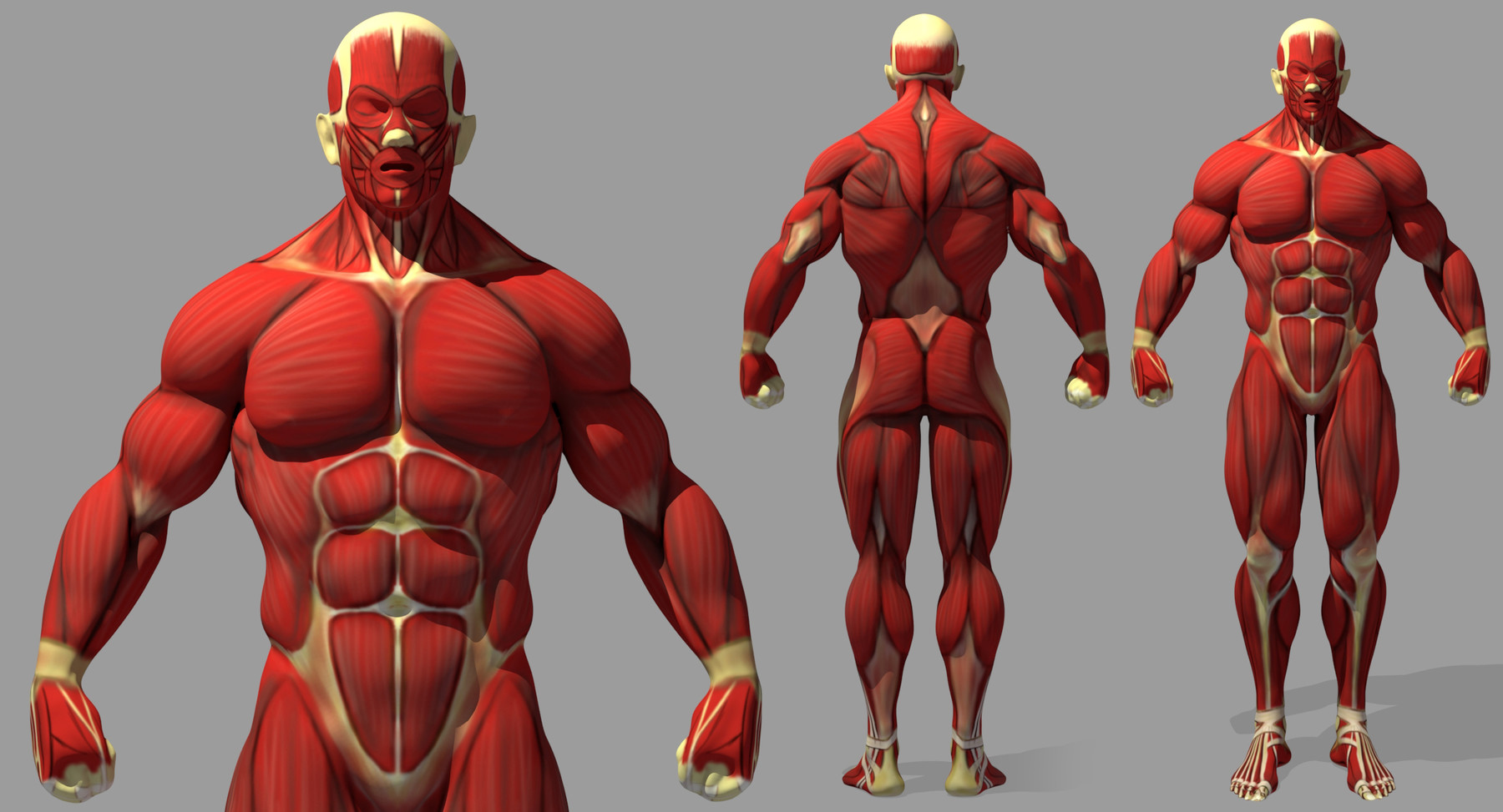 muscular men anatomy