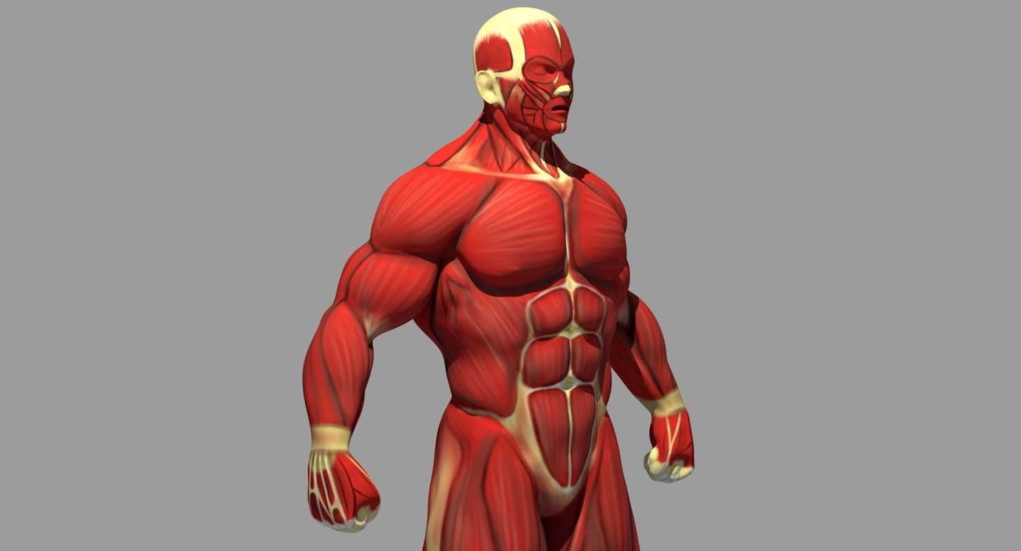 ArtStation - Muscle Reference | Resources