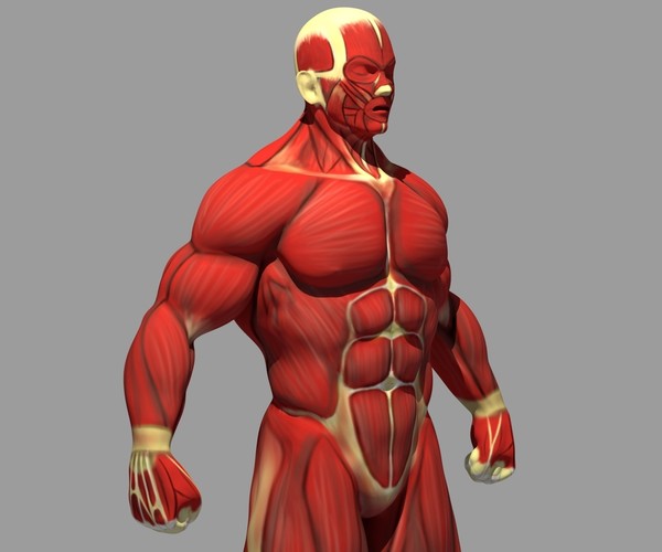 ArtStation - Muscle Reference | Resources