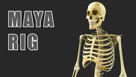 Maya Rigged Skeleton