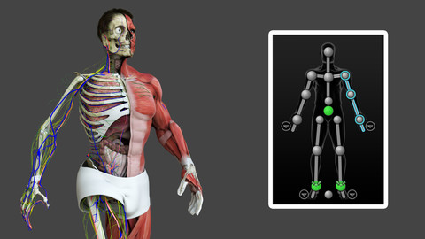 Motion Capture Male Anatomy