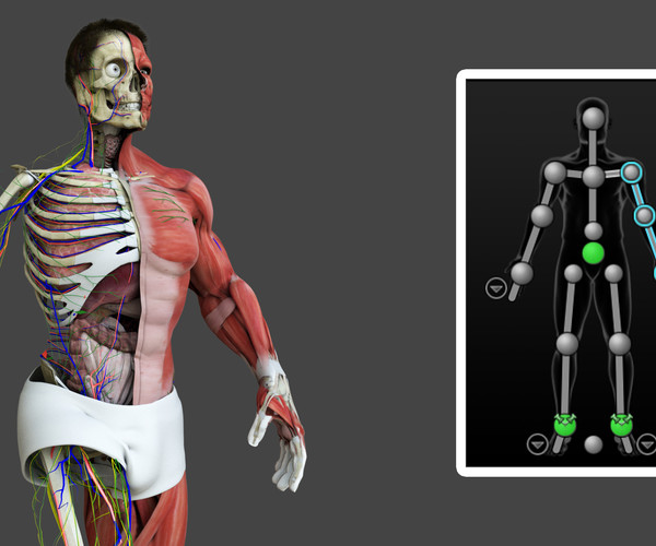 ArtStation - Motion Capture Male Anatomy | Resources