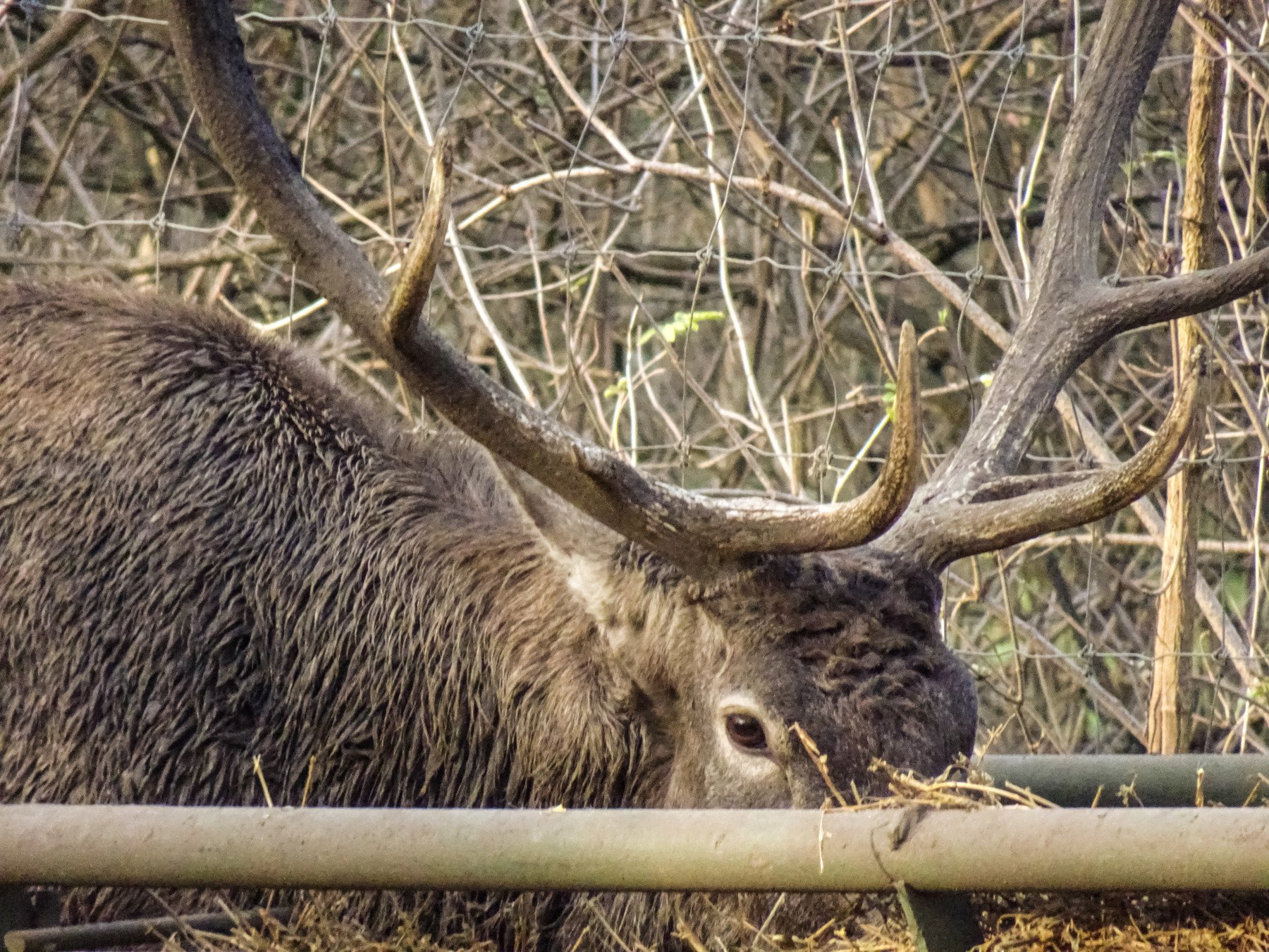 ArtStation - Deer, Stag, Doe Reference Photos | Resources