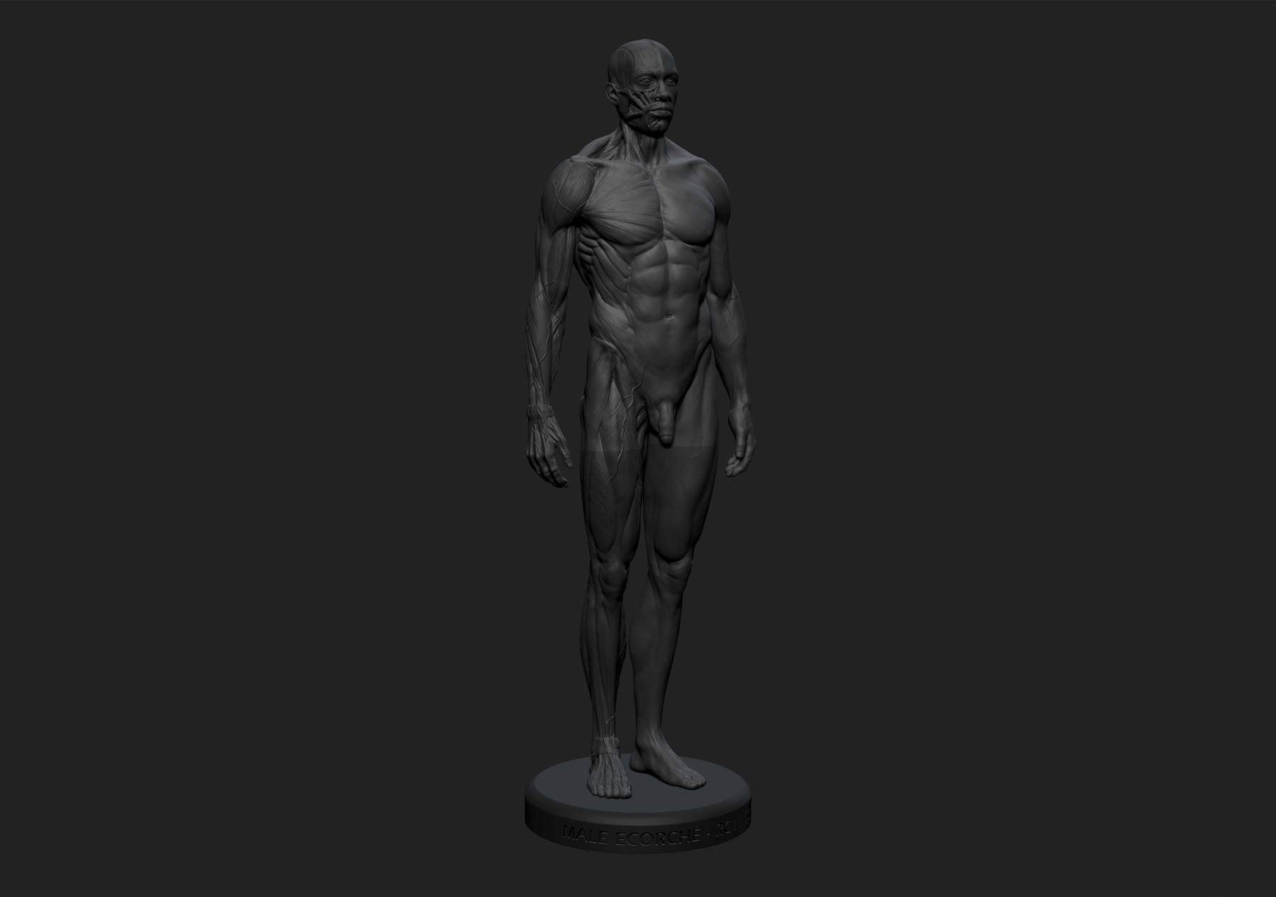 ArtStation - Ecorché - Anatomy Male Reference Model - 3d Print Ready ...