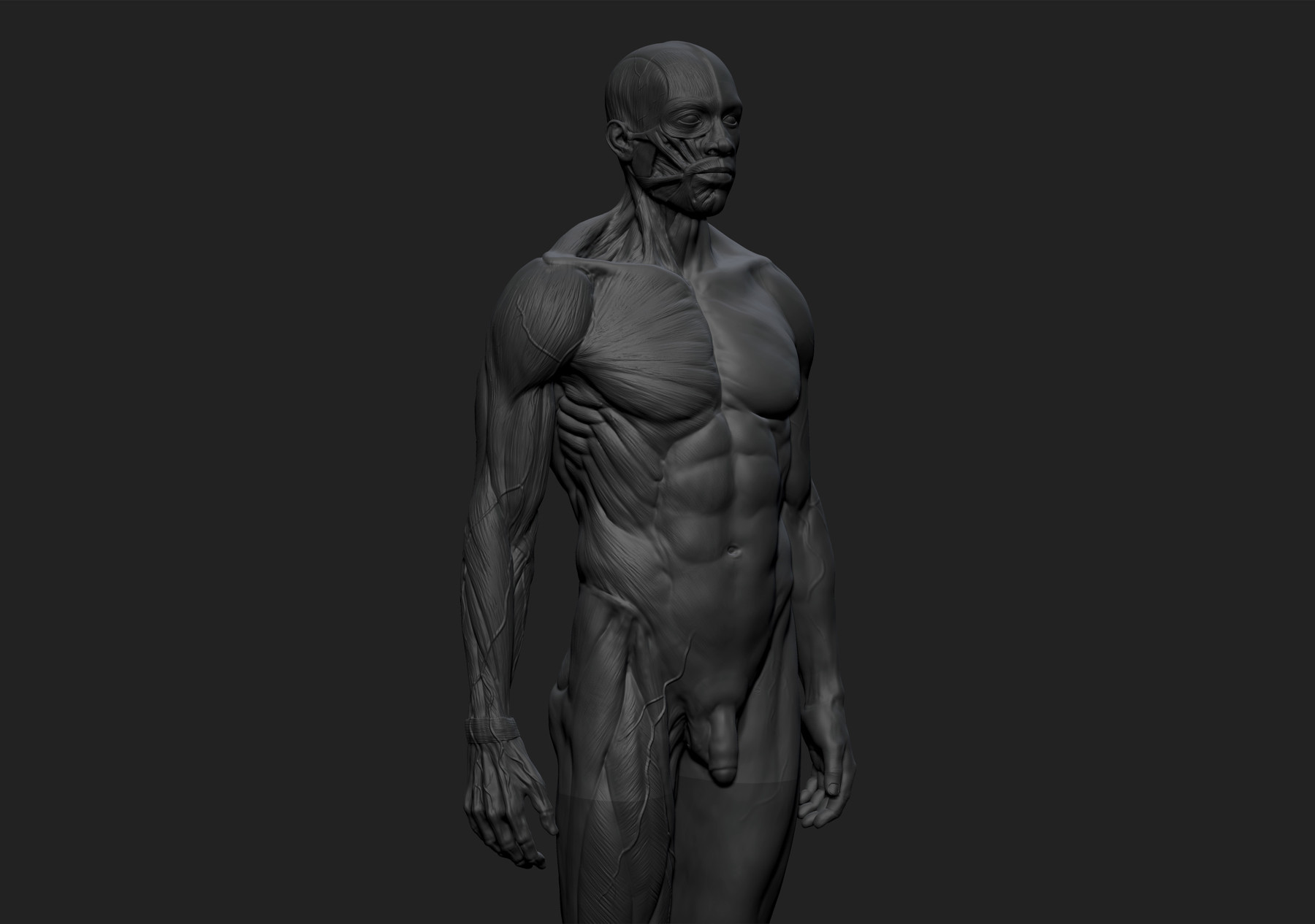 Artstation Ecorché Anatomy Male Reference Model 3d Print Ready With Keys Resources 2371