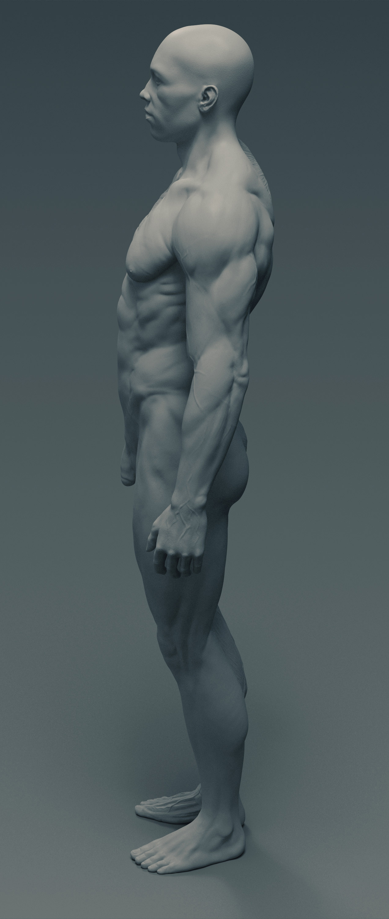 Artstation Anatomy Figure Marc Brunet Anatomy Models Male Figure Images