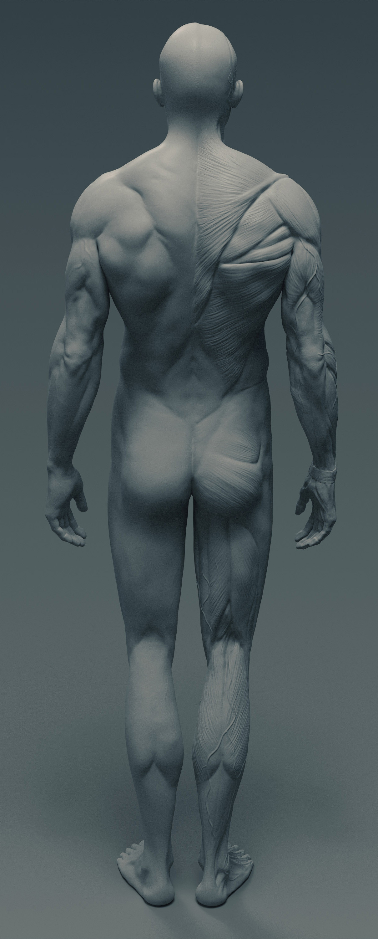 ArtStation - Ecorché - anatomy male reference model - 3d print ready