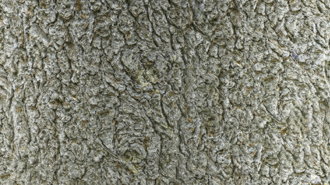 PBR Tree Bark 14 - 8K Seamless Texture (5 variations)