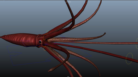 Game Ready Rigged Giant Squid