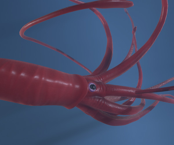 ArtStation - Game Ready Rigged Giant Squid | Resources