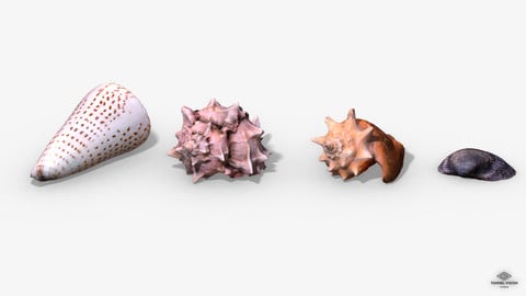 Photorealistic Seashells Collection - Scanned PBR